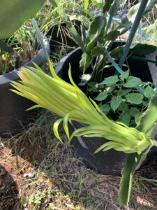 dragon fruit bud