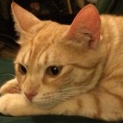 Penny Purrfect has passed… I am very sad.