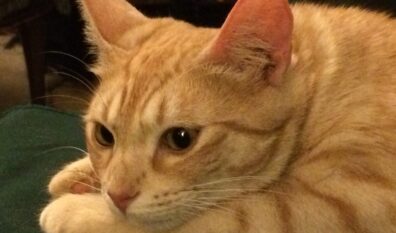 Penny Purrfect has passed… I am very sad.